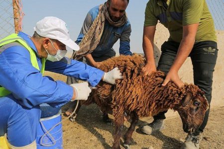 واکسیناسیون بیش از ۱۹ هزار راس دام و طیور در اردوی جهادی دامپزشکی کاشان