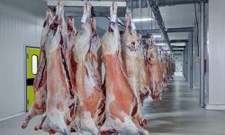 ۱۰۰ هکتار زمین برای کشتارگاه و دامگاه منطقه کاشان لازم است