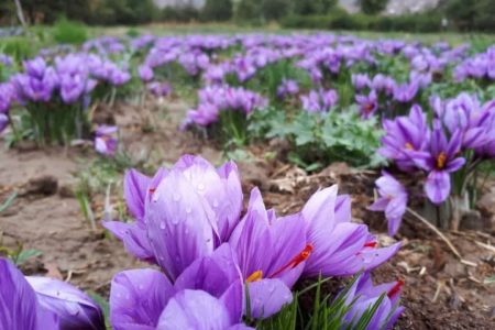 برداشت ۵۲۰کیلوگرم زعفران از مزارع کاشان/کشت زعفران در کاشان ۵۰۰ شغل ایجاد می‌کند