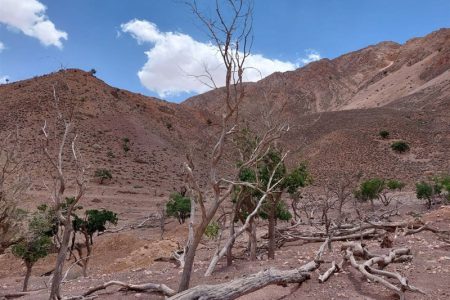 خشکسالی تمام دشت کاشان را در بر گرفت