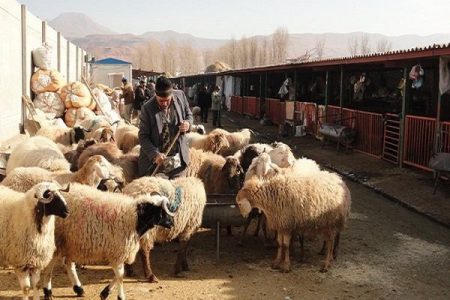 میدان عرضه دام مستقل در کاشان راه‌اندازی شد/ آغاز ثبت‌نام کشت قراردادی